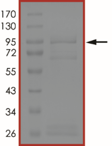 EGFR (d746-750 C797A), Active
